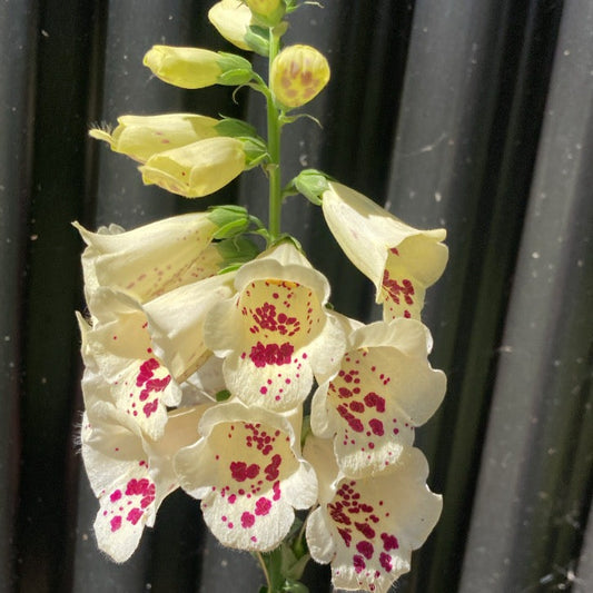 Maceta Digitalis