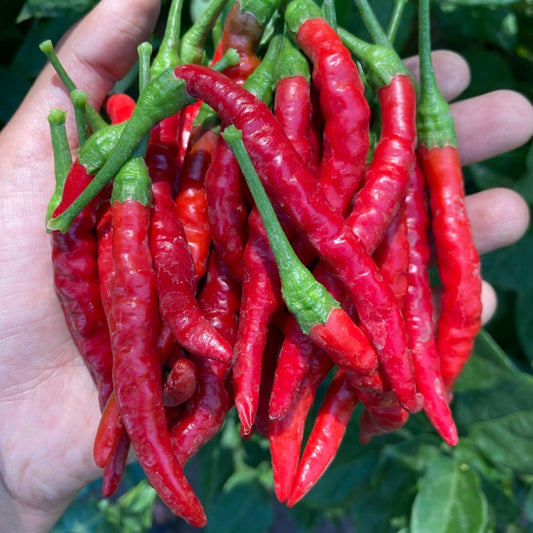 Aji Fosforito