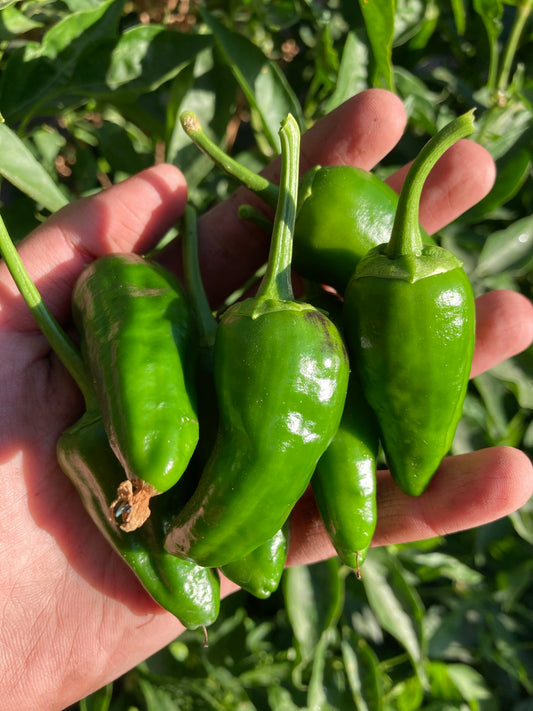 Pimiento Padrón (2ud)