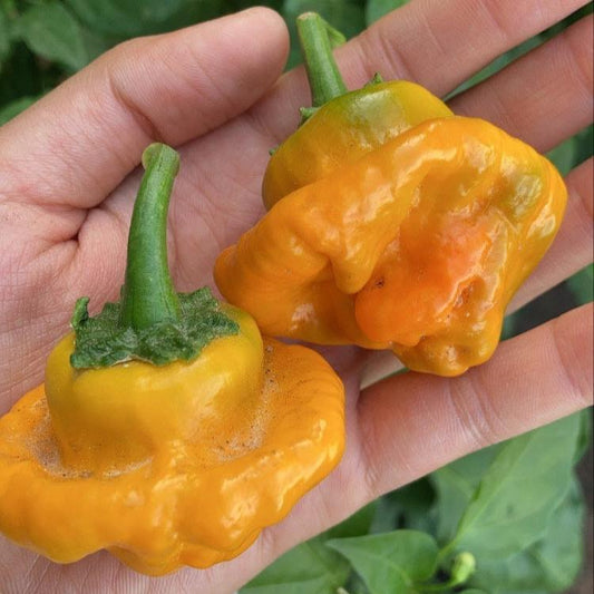 Aji Scotch Bonnet (2ud)