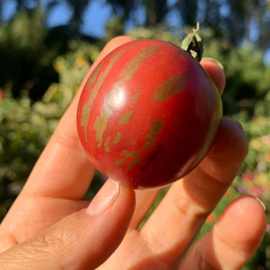 Tomate Black Zebra