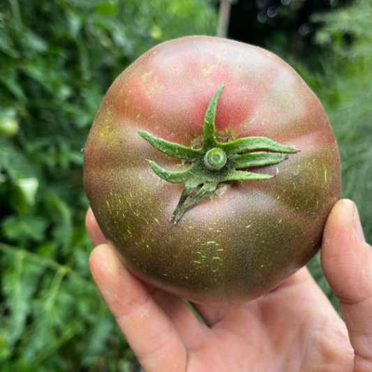 Tomate Cherokee Purple