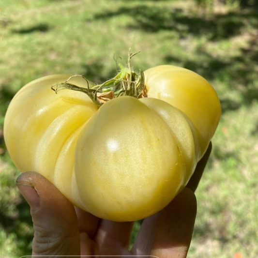 Tomate Great White