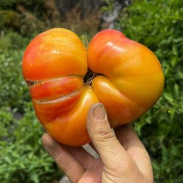 Tomate Gold Medal