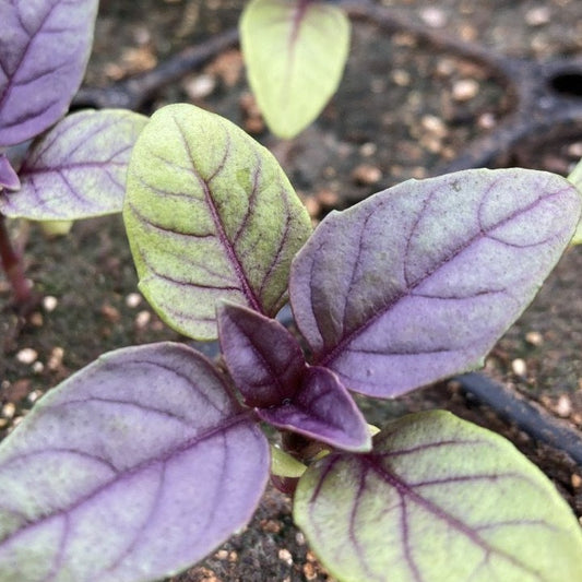 Albahaca Morada