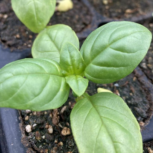 Albahaca Verde (2ud)