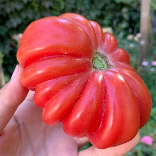 Tomate Sharpei Rot