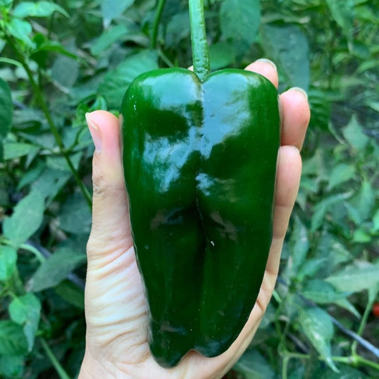 Aji Poblano Mexicano (2ud)