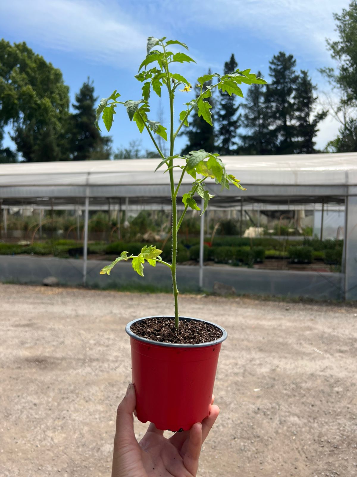 Maceta Tomate Cosmic Eclipse