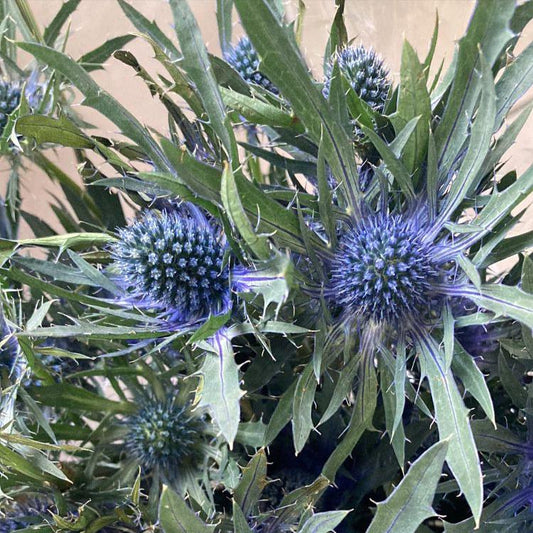 Maceta Eryngium