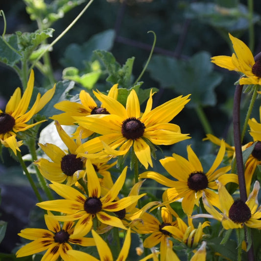 Rudbeckia