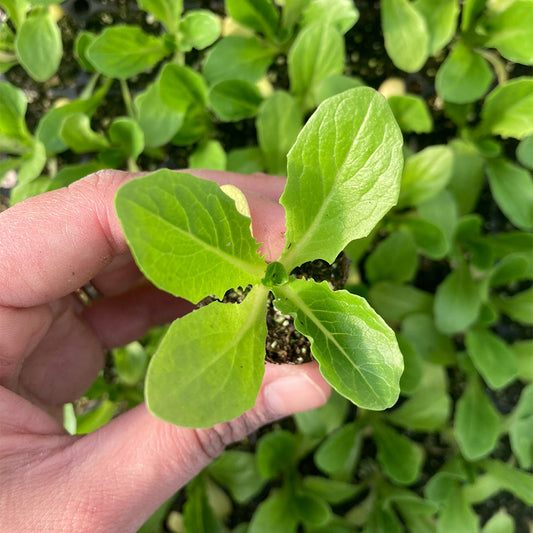 Lechuga Costina (5ud)